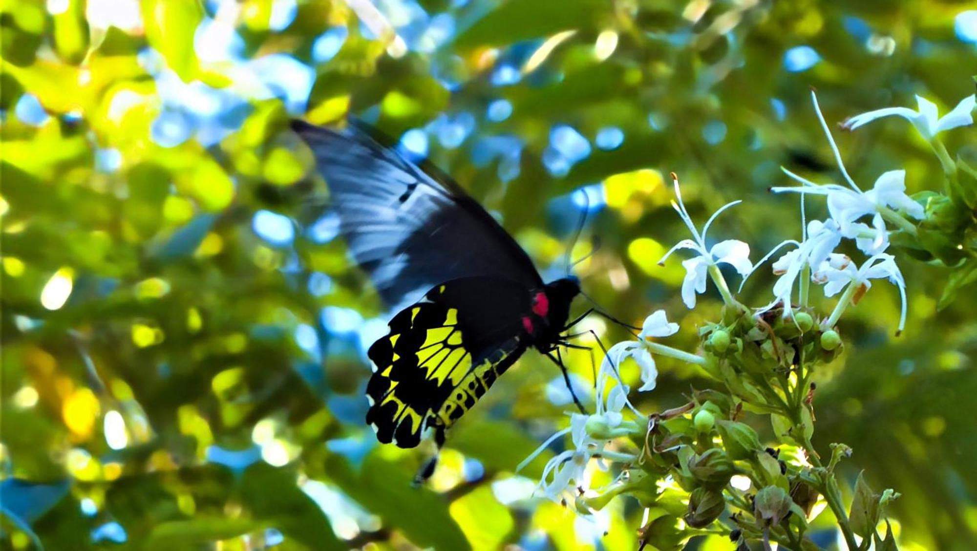 Singharaja Garden Agro Eco Lodge Pelawatta  المظهر الخارجي الصورة